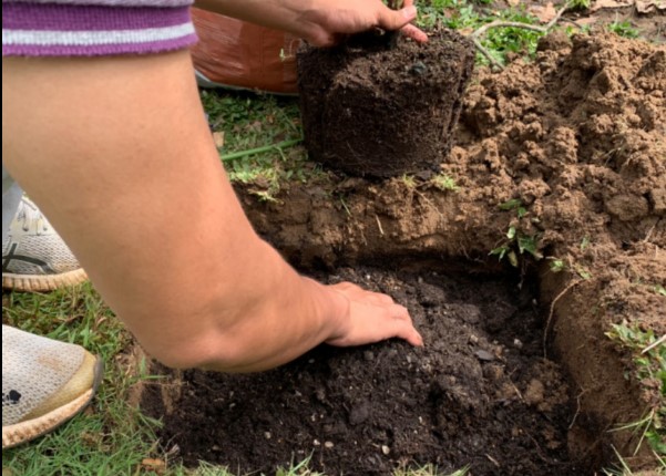 làm đất và đào hố trồng