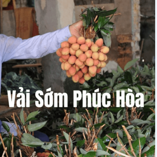 Vaisomphuchoa.com logo