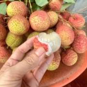 hình ảnh quả vải sớm căng tròn, mọng nước