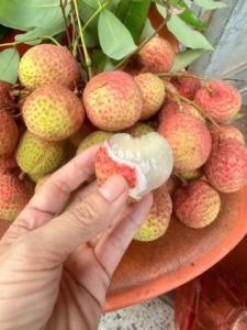 hình ảnh quả vải sớm căng tròn, mọng nước