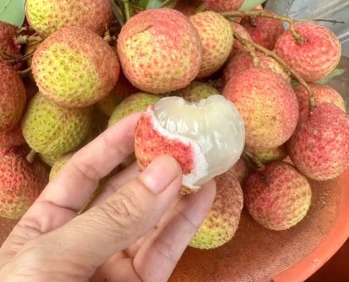 hình ảnh quả vải sớm căng tròn, mọng nước